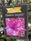 MAGNOLIA DAWN LIGHT 40CM