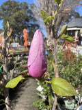MAGNOLIA DAWN LIGHT 40CM