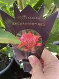 TELOPEA ENCHANTED RED 20CM