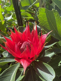 TELOPEA ENCHANTED RED 20CM