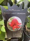 TELOPEA SHADY LADY CRIMSON 20CM