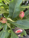 TELOPEA SHADY LADY CRIMSON 20CM