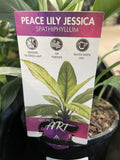 SPATHIPHYLLUM JESSICA 14CM