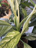SPATHIPHYLLUM JESSICA 14CM