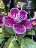 STREPTOCARPUS CHERRY ICE HANGING BASKET 15CM