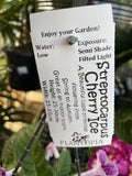 STREPTOCARPUS CHERRY ICE HANGING BASKET 15CM