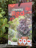 SYZIGIUM CHEEKY LITTLE RED 14CM