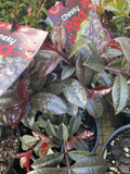 SYZIGIUM CHEEKY LITTLE RED 14CM