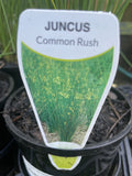JUNCUS USITATUS 14CM