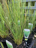 JUNCUS USITATUS 14CM