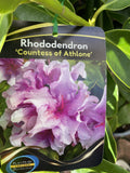 RHODODENDRON COUNTESS OF ALTHONE 30CM