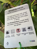 RHODODENDRON COUNTESS OF ALTHONE 30CM