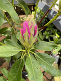RHODODENDRON COUNTESS OF ALTHONE 30CM