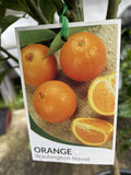 ORANGE WASHINGTON NAVEL 13LTR