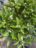 ORANGE WASHINGTON NAVEL 13LTR