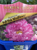 ANEMONE PINK PUFF 12CM