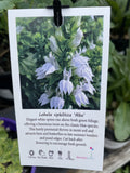 LOBELIA SIPHILITICA ALBA 12.5cm