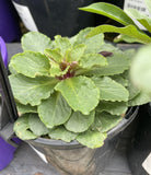 LOBELIA SIPHILITICA ALBA 12.5cm