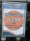 BUXUS SEMPERVIRENS TUBES