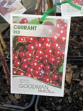 RED CURRANT SEEDLING BARE ROOT