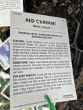 RED CURRANT SEEDLING BARE ROOT