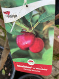 PEACH OKEE DOKEE BARE ROOT