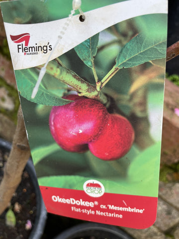 PEACH OKEE DOKEE BARE ROOT
