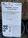 PEACH OKEE DOKEE BARE ROOT