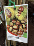 CHESTNUT SEEDLING BARE ROOT