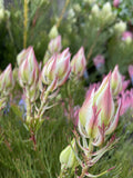 SERRURIA PRETTY N PINK 14CM