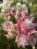 SERRURIA PRETTY N PINK 14CM