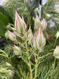 SERRURIA PRETTY N PINK 14CM