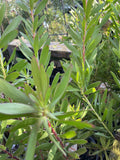 LEUCADENDRON SAFARI SUNSET 14CM
