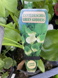 ZANTEDESCHIA GREEN GODDESS 14CM