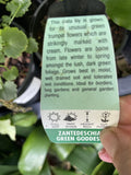 ZANTEDESCHIA GREEN GODDESS 14CM