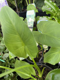 ZANTEDESCHIA GREEN GODDESS 14CM