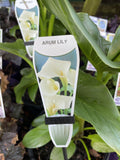 ZANTEDESCHIA AETHIOPICA WHITE 20CM