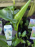 ZANTEDESCHIA AETHIOPICA WHITE 20CM
