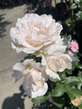 ROSE MOTHER'S LOVE BARE ROOT 
