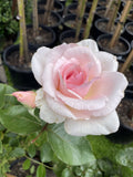 ROSE MOTHER'S LOVE BARE ROOT 