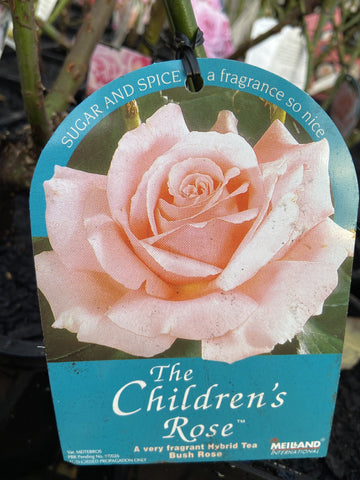 ROSA THE CHILDREN'S ROSE BARE ROOT 