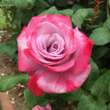 ROSE PARADISE BARE ROOT 