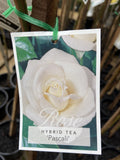 ROSE PASCALI BARE ROOT 