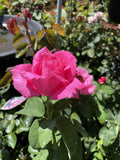 ROSE PERFUME DELIGHT BARE ROOT