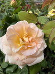 ROSA APRICOT NECTAR BARE ROOT 