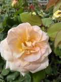 ROSA APRICOT NECTAR BARE ROOT 