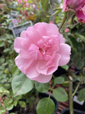 ROSE BONICA BARE ROOT 