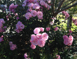 ROSE BONICA BARE ROOT 