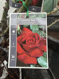 ROSE TATJANA BARE ROOT