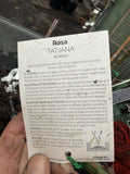 ROSE TATJANA BARE ROOT